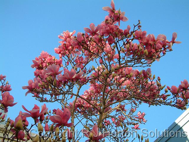 Magnolia soulangeana